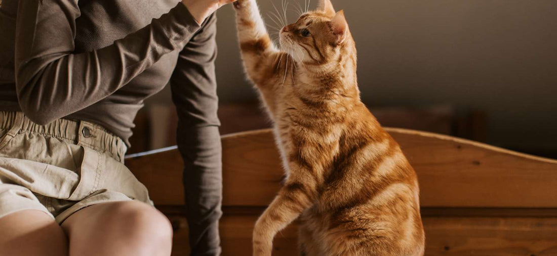 Building a Strong Bond with Your Cat: Tips and Tricks from Paws