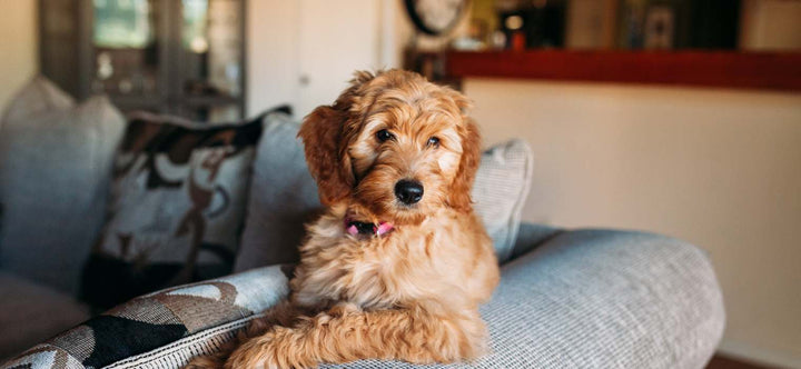 Comfort and Care: Creating a Cozy Home for Your Puppy