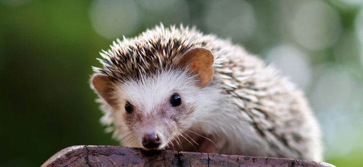 The Charming World of Hedgehogs: Welcoming These Prickly Guests to Your Garden