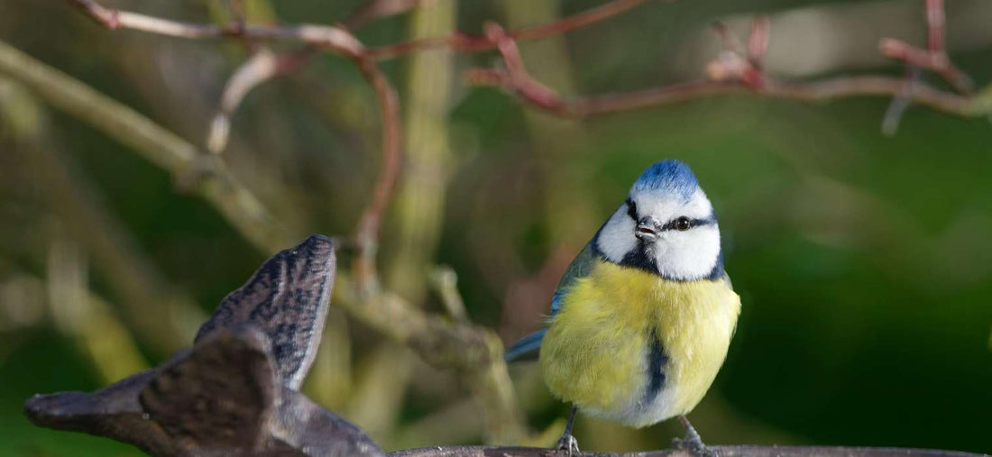 Creating a Bird-Friendly Garden: Welcoming Feathered Friends to Your Outdoor Space