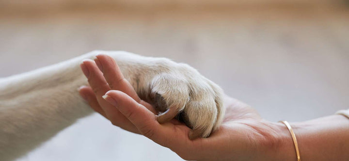 Building Trust and Bonding with Your Pet: The Power of Touch
